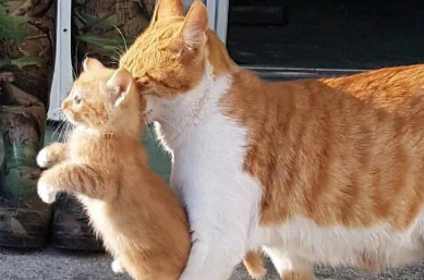 小橘猫偷偷跑出去,没想到被猫妈后叼回来,橘猫:给留点形象…… 小橘猫偷偷跑出去,没想到被猫妈后叼回来,橘猫:给留点形象……