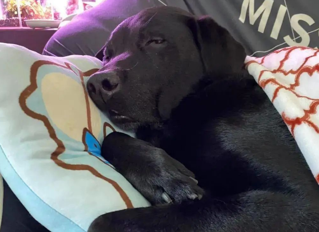 时隔8年,退役导盲犬再次见到前主人一脸不可置信…泪目了! 时隔8年,退役导盲犬再次见到前主人一脸不可置信…泪目了!