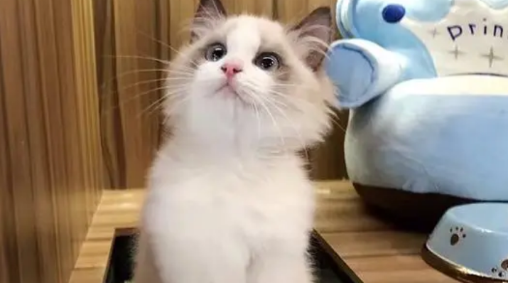 一千多的布偶猫靠谱吗 一千多的布偶猫靠谱吗