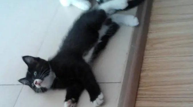 乌云踏雪猫与四蹄踏雪猫的区别？来看看吧