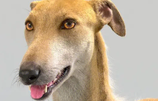 灵缇犬的饲养 保持犬舍的清洁干净 灵缇犬的饲养 保持犬舍的清洁干净