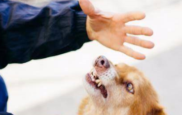 带8岁导盲犬回国，近期却被毒死，女子悲痛发声望国人改掉陋习！