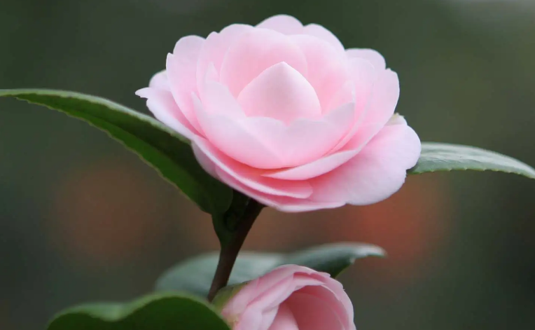 山茶花和有钱花什么意思 山茶花和有钱花什么意思
