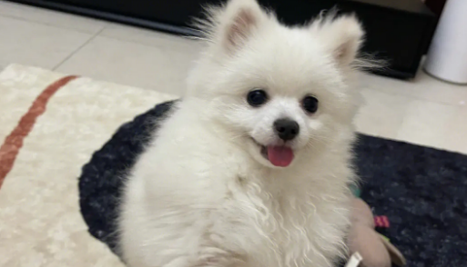 养博美犬一个月多少钱 养博美犬一个月多少钱