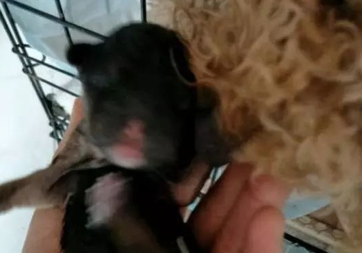 泰迪被田园犬强上,两个月后生下几只小奶狗 泰迪被田园犬强上,两个月后生下几只小奶狗