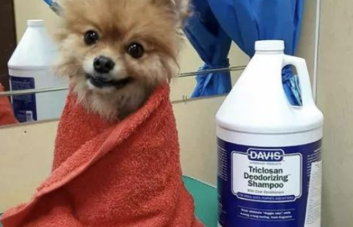 戴维斯狗狗沐浴露：爱犬的最佳清洁伙伴