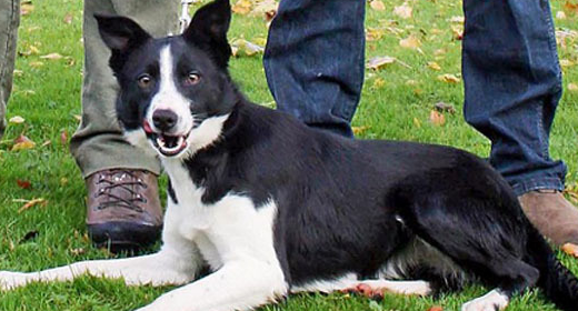 英国8.4万元狗成世界最贵牧羊犬 英国8.4万元狗成世界最贵牧羊犬