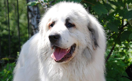 大白熊犬优缺点 大白熊犬优缺点