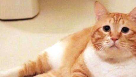 我哭了，上了年纪的猫惹不起