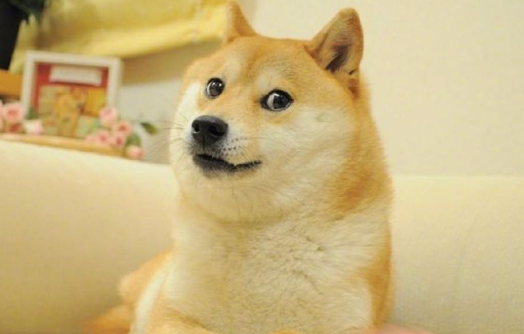 "Doge"原型柴犬,确诊白血病和肝病 "Doge"原型柴犬,确诊白血病和肝病