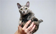 侏儒猫的症状特征