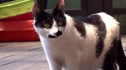 奶牛猫生下小猫后让妈妈养，妈妈同时养9只小猫，它却还要去抢奶