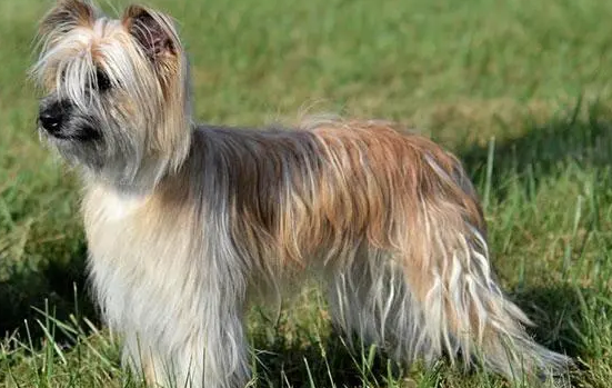 比利牛斯牧羊犬的养护常识 注意毛发护理 比利牛斯牧羊犬的养护常识 注意毛发护理