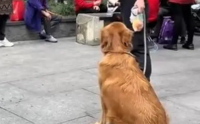 网传男子遛狗吓哭幼童并起争执，警方：犬主已道歉
