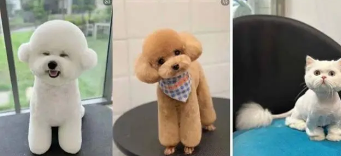 1亿猫猫狗狗的“洗剪吹”生意 1亿猫猫狗狗的“洗剪吹”生意