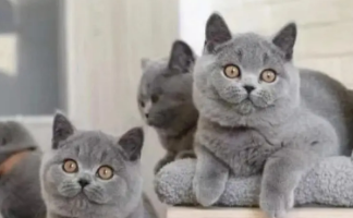蓝猫一年生几窝