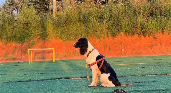 超能汪汪队!消防搜救“犬”力出击 超能汪汪队!消防搜救“犬”力出击