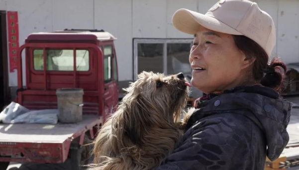 山西临汾:退休女警官李晋玲和她的流浪狗基地 山西临汾:退休女警官李晋玲和她的流浪狗基地
