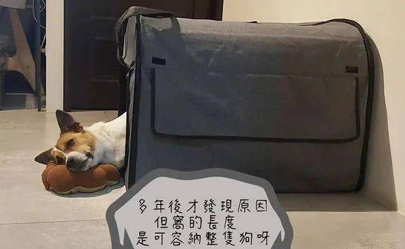 枕头总是被狗子踢到窝外,铲屎官疑惑了8年才知道原因... 枕头总是被狗子踢到窝外,铲屎官疑惑了8年才知道原因...