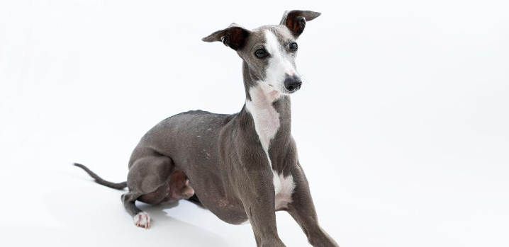意大利灰狗日常怎么护理?该犬被毛较短 意大利灰狗日常怎么护理?该犬被毛较短