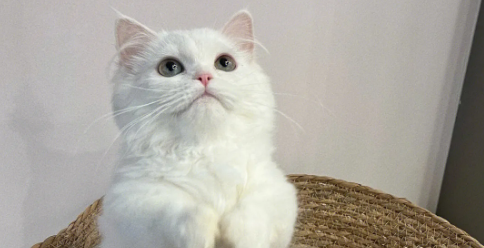 米努特猫的脸型怎么分辨