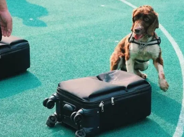 警犬冷知识：缉毒犬养成手册