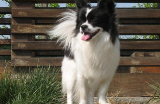 蝴蝶犬为什么禁养 蝴蝶犬为什么禁养