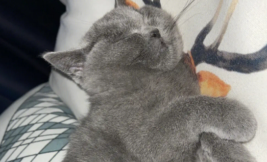俄罗斯蓝猫“惊恐脸”走红网络