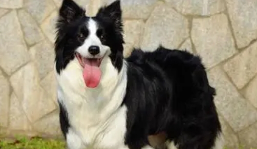 边牧是中型犬还是大型犬