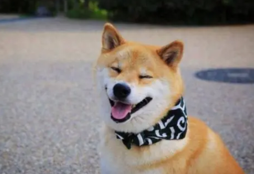 柴犬能长多少斤 柴犬能长多少斤
