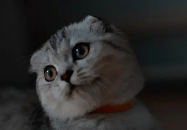 苏格兰折耳猫寿命多长 折耳猫寿命介绍