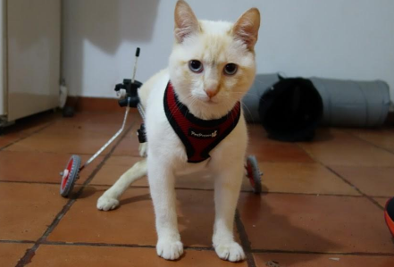 残疾小猫因一句话失去食物,好心人为了补偿它,给了喵星人一个家 残疾小猫因一句话失去食物,好心人为了补偿它,给了喵星人一个家