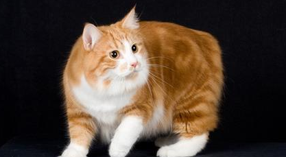 曼岛无尾猫哪种颜色比较好看 曼岛无尾猫是基因缺陷吗