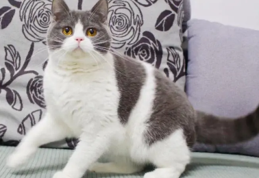 净梵猫多少钱一只
