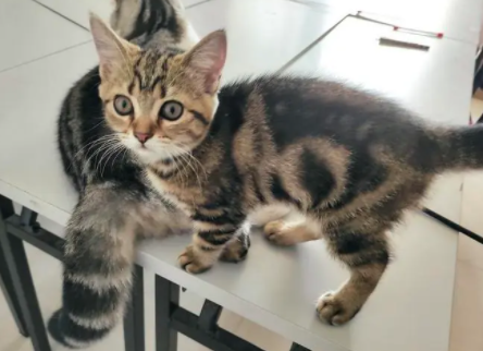 英短串狸花猫千万不能养