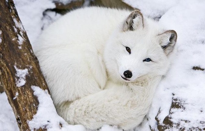 雪狐生活在哪里