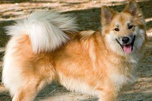 冰岛牧羊犬怎么养,该犬比较爱吃生食