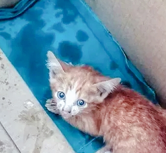 小橘猫被咬断了尾巴，温暖的金毛带它回家，把猫宠成自己的孩子！