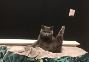当你的猫会“功夫”的时候，主人：我半夜睡觉都怕它给我一脚！