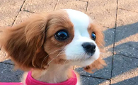 小猎犬查理王会被拐走么