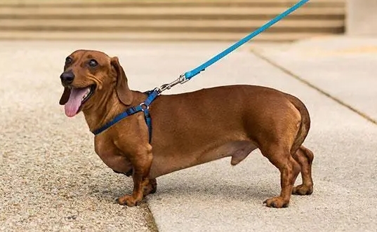 腊肠犬图片价格多少钱一只 腊肠犬图片价格多少钱一只