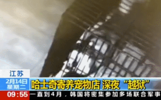 哈士奇半夜苦练倒车，吓得警车想打110...