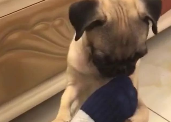 戏精巴哥犬闻了闻主人的脚,狗子表情笑喷主人 戏精巴哥犬闻了闻主人的脚,狗子表情笑喷主人