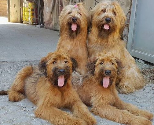 伯瑞犬哪里卖 最好去猫狗交易市场 伯瑞犬哪里卖 最好去猫狗交易市场