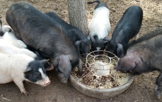 香猪喂什么食物