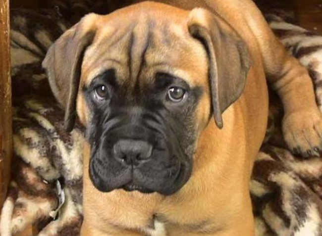 斗牛马士提夫犬多少钱 非纯种的会比较便宜