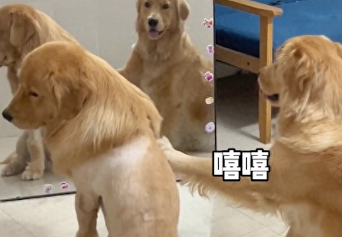 狗狗因皮肤病剃了毛发,同伴看见后忍不住偷笑 狗狗因皮肤病剃了毛发,同伴看见后忍不住偷笑