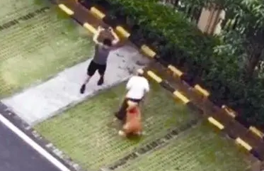 贵宾未拴绳被金毛咬死，主人拿棍打死金毛 警方：已刑拘