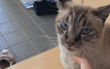 主人找不到橘猫，看到下雨准备去找，却发现自家猫带回一只猫避雨