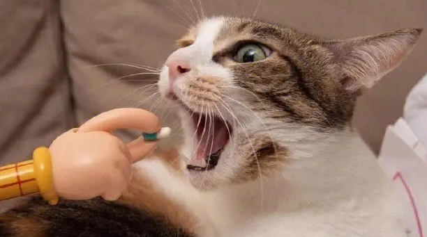 速诺片——猫咪家庭必备的抗生素-宠物网